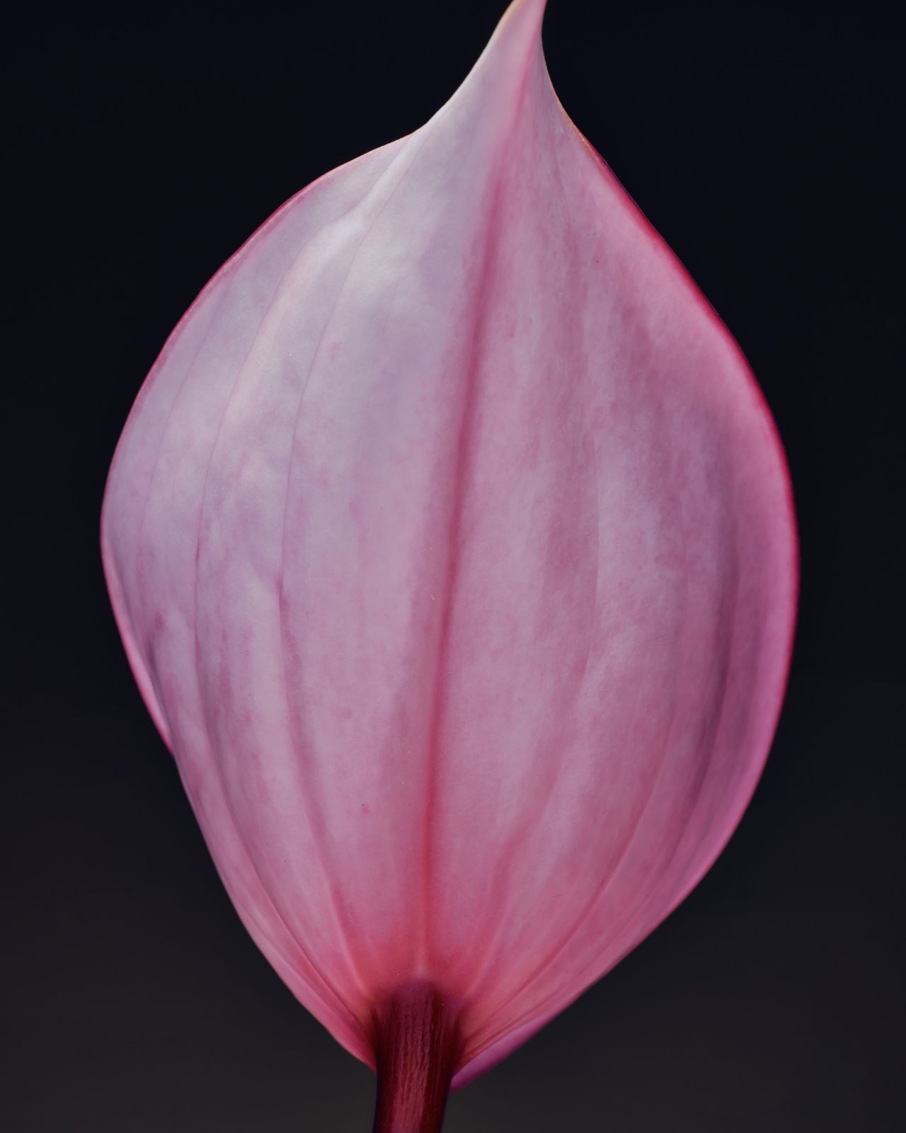 peace lily